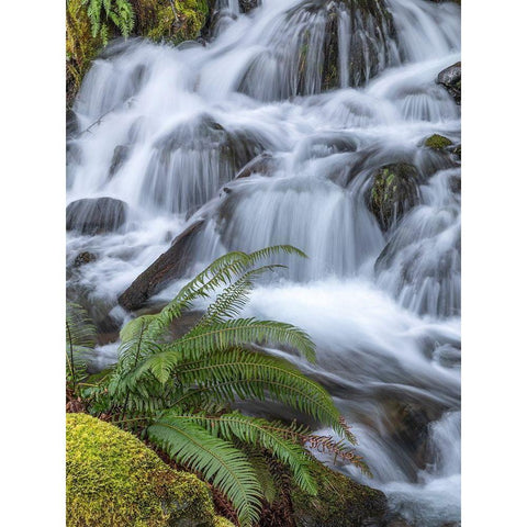Washington State-Olympic National Forest Sword fern and cascading stream Black Modern Wood Framed Art Print by Jaynes Gallery