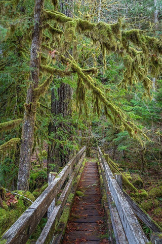 Washington State-Olympic National Park Walkway through bigleaf maples forest White Modern Wood Framed Art Print with Double Matting by Jaynes Gallery