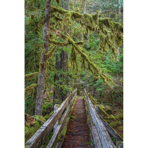 Washington State-Olympic National Park Walkway through bigleaf maples forest Gold Ornate Wood Framed Art Print with Double Matting by Jaynes Gallery