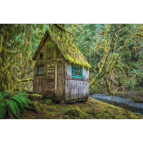 Washington State-Olympic National Park Tolkien-like abandoned cabin Gold Ornate Wood Framed Art Print with Double Matting by Jaynes Gallery