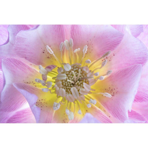 Washington State-Seabeck Hellebore blossom close-up Black Modern Wood Framed Art Print by Jaynes Gallery