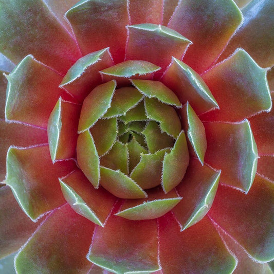 Image Only