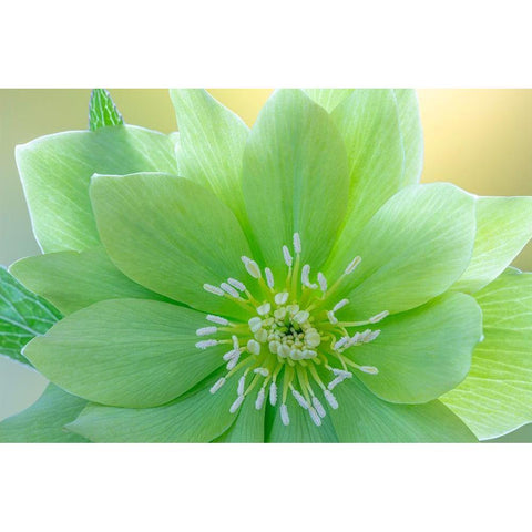 Washington State-Seabeck Helleborus jade tiger flower close-up Black Modern Wood Framed Art Print by Jaynes Gallery