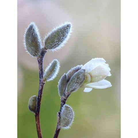 Washington State-Seabeck Magnolia blossom opening from bud Black Modern Wood Framed Art Print by Jaynes Gallery