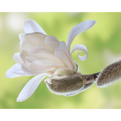 Washington State-Seabeck Close-up of tulip magnolia blossom emerging from bud Black Modern Wood Framed Art Print by Jaynes Gallery