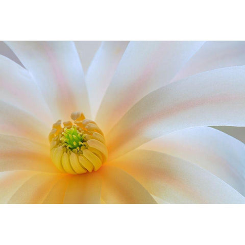 Washington State-Seabeck Close-up of tulip magnolia blossom Black Modern Wood Framed Art Print by Jaynes Gallery