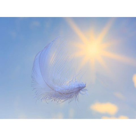 Washington State-Seabeck Close-up of falling feather Black Modern Wood Framed Art Print by Jaynes Gallery