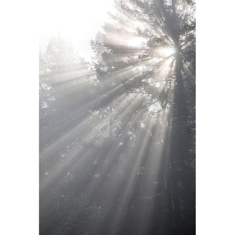 Washington State-Seabeck God rays and fog in forest Black Modern Wood Framed Art Print by Jaynes Gallery
