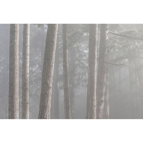Washington State-Seabeck Forest fog in Scenic Beach State Park Black Modern Wood Framed Art Print by Jaynes Gallery