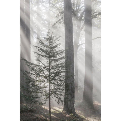 Washington State-Seabeck God rays and fog in forest Black Modern Wood Framed Art Print by Jaynes Gallery
