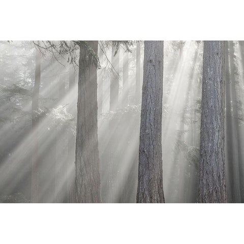 Washington State-Seabeck God rays and fog in forest Black Modern Wood Framed Art Print by Jaynes Gallery