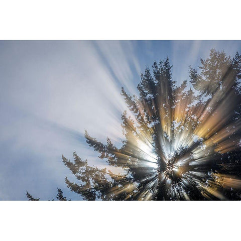 Washington State-Seabeck Morning sunburst in tree Black Modern Wood Framed Art Print by Jaynes Gallery