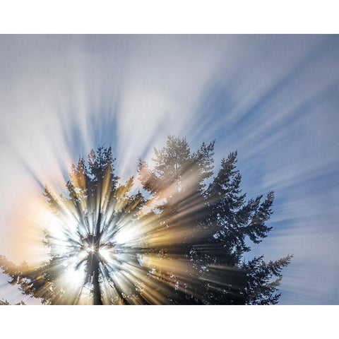 Washington State-Seabeck Morning sunburst in tree Black Modern Wood Framed Art Print by Jaynes Gallery