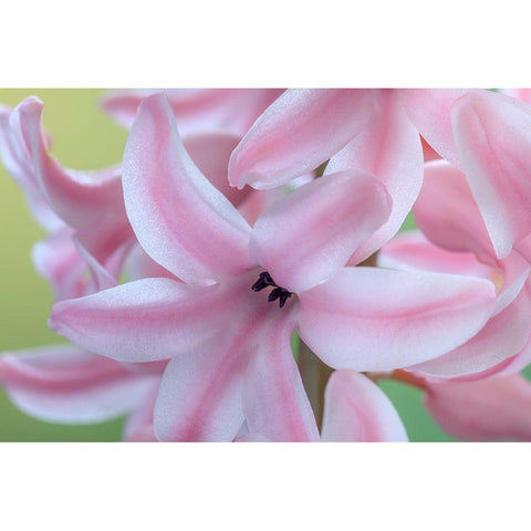 Washington State-Seabeck Detail of hyacinth blossoms Black Modern Wood Framed Art Print by Jaynes Gallery