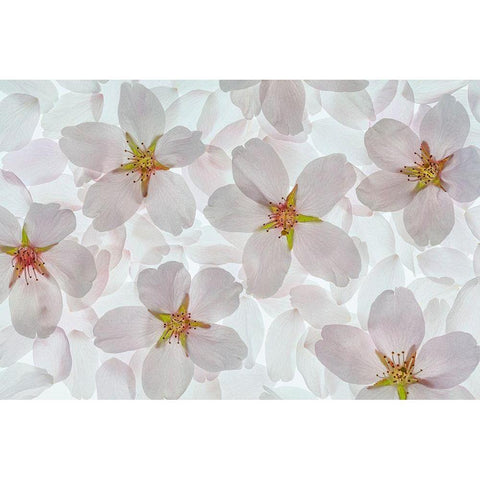 Washington State-Seabeck Montage of flowering cherry blossoms White Modern Wood Framed Art Print by Jaynes Gallery