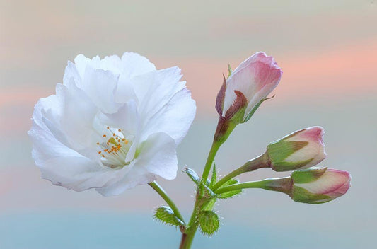 Image Only