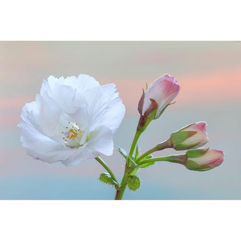 Washington State-Seabeck Flowering cherry blossom and buds Black Modern Wood Framed Art Print by Jaynes Gallery