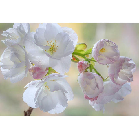 Washington State-Seabeck Flowering cherry blossoms Black Modern Wood Framed Art Print by Jaynes Gallery