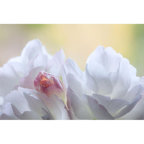 Washington State-Seabeck Flowering cherry blossoms Black Modern Wood Framed Art Print by Jaynes Gallery