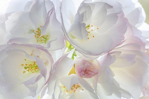 Washington State-Seabeck Flowering cherry blossoms White Modern Wood Framed Art Print with Double Matting by Jaynes Gallery