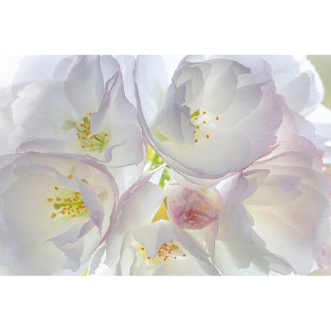 Washington State-Seabeck Flowering cherry blossoms Black Modern Wood Framed Art Print by Jaynes Gallery