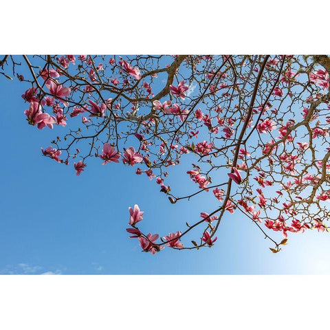 Washington State-Seabeck Tulip magnolia tree in bloom Black Modern Wood Framed Art Print by Jaynes Gallery