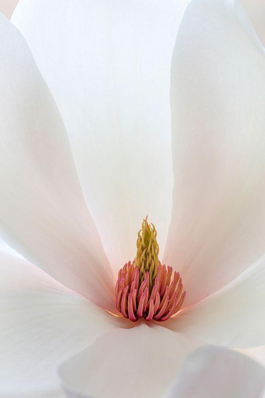 Image Only