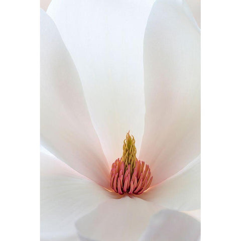 Washington State-Seabeck Close-up of tulip magnolia blossom Black Modern Wood Framed Art Print by Jaynes Gallery