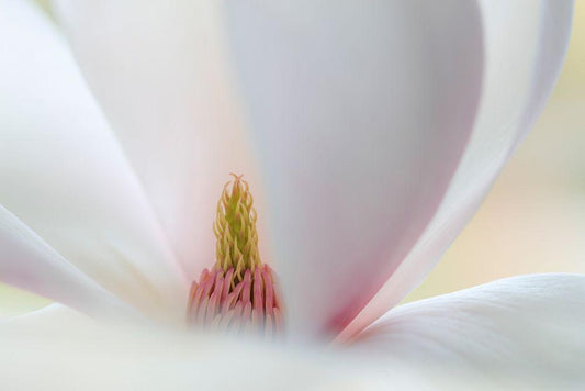Image Only