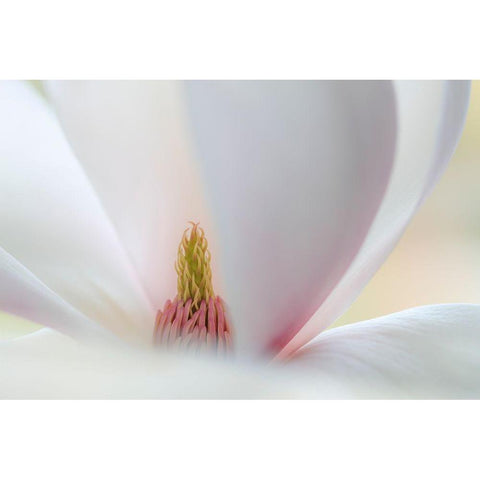Washington State-Seabeck Close-up of tulip magnolia blossom Black Modern Wood Framed Art Print by Jaynes Gallery