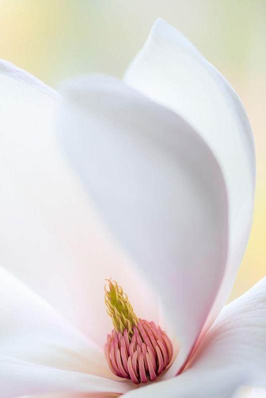 Image Only