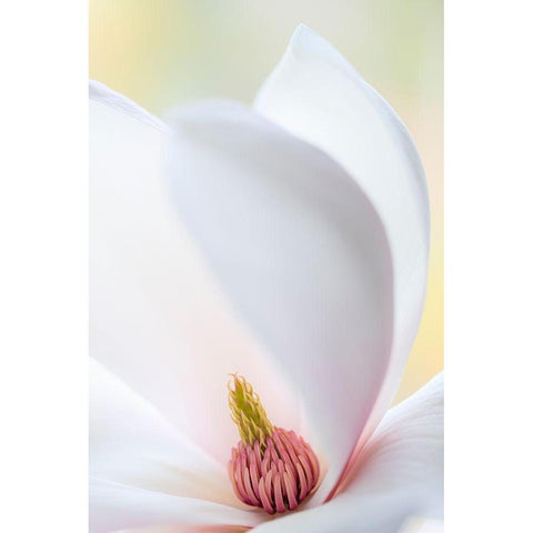 Washington State-Seabeck Close-up of tulip magnolia blossom Black Modern Wood Framed Art Print by Jaynes Gallery