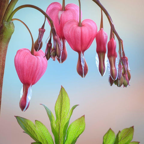 Washington State-Seabeck Bleeding heart blossoms close-up Black Modern Wood Framed Art Print by Jaynes Gallery