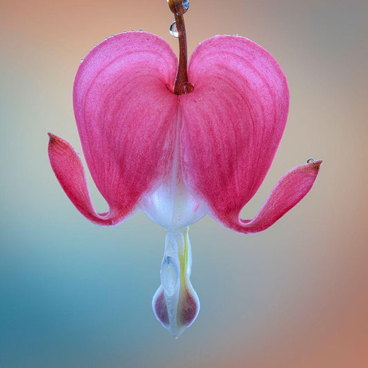 Image Only