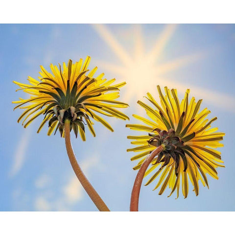 Washington State-Seabeck Dandelion blossoms and sunburst Black Modern Wood Framed Art Print by Jaynes Gallery