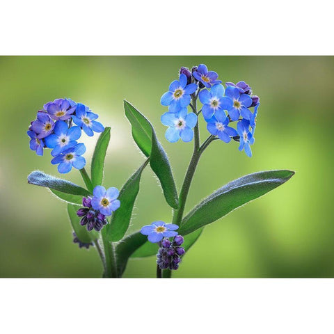 Washington State-Seabeck Forget-me-not blossoms close-up Black Modern Wood Framed Art Print by Jaynes Gallery