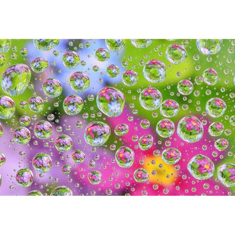 Washington State-Seabeck Flowers reflected in water drops Black Modern Wood Framed Art Print by Jaynes Gallery
