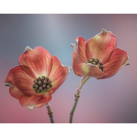 Washington State-Seabeck Close-up of dogwood blossoms Black Modern Wood Framed Art Print by Jaynes Gallery