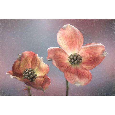 Washington State-Seabeck Close-up of dogwood blossoms Black Modern Wood Framed Art Print by Jaynes Gallery