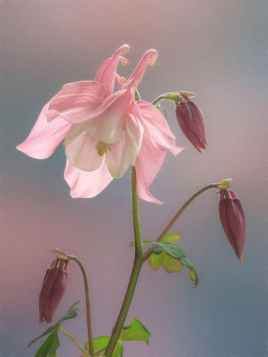 Image Only