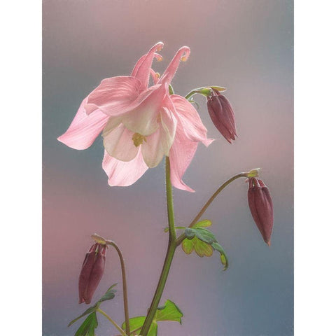 Washington State-Seabeck Columbine blossom close-up Black Modern Wood Framed Art Print by Jaynes Gallery