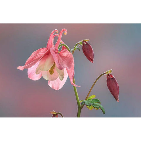 Washington State-Seabeck Columbine blossom close-up Black Modern Wood Framed Art Print by Jaynes Gallery