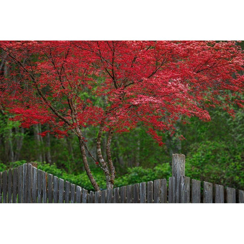 Washington State-Seabeck Blooming Japanese maple tree and fence Black Modern Wood Framed Art Print by Jaynes Gallery
