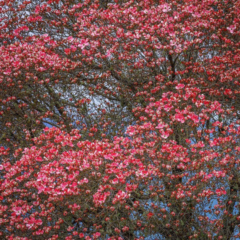 Washington State Pink dogwood tree in bloom Black Modern Wood Framed Art Print by Jaynes Gallery