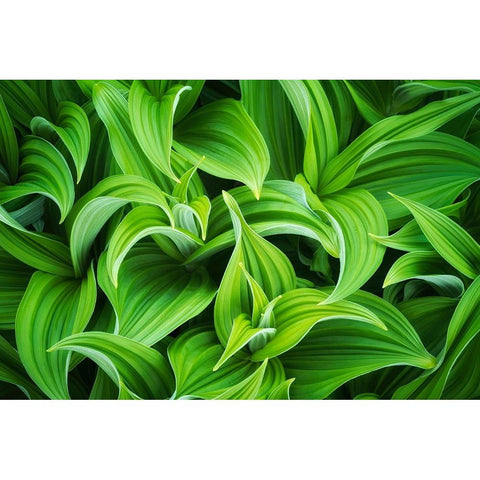 USA-Washington State-Mt Rainier National Park-Close-up of corn lily plant Black Modern Wood Framed Art Print by Jaynes Gallery