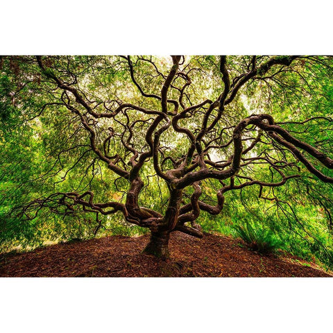 USA-Washington-Seattle-Japanese maple tree with twisted branches Black Modern Wood Framed Art Print by Jaynes Gallery