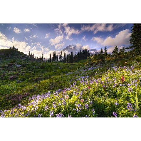 USA-Washington-Mt-Rainier National Park-Mountain meadow with wildflowers Black Modern Wood Framed Art Print by Jaynes Gallery