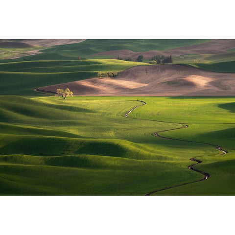USA-Washington-Palouse-Rolling spring wheat fields Black Modern Wood Framed Art Print by Jaynes Gallery
