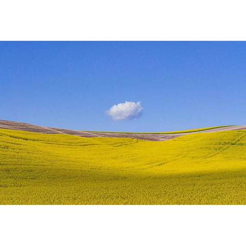 USA-Washington-Palouse-Ripe canola crop and cloud Black Modern Wood Framed Art Print by Jaynes Gallery