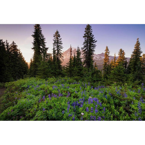 USA-Washington-Mt Rainier National Park-Alpine meadow and Mt-Rainier Black Modern Wood Framed Art Print by Jaynes Gallery
